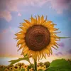 thuy_phuong252612