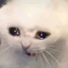 lilcat._._