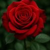 mohsincheema1231