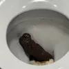 yinkeldorky
