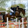 showjumping.gincy