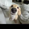junior_p_1