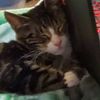 ilovecats11111234