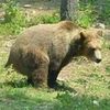 wildbear72