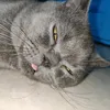 anhtheg