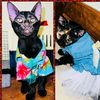 world_of_cats000