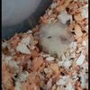 hamstershit69