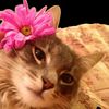 ana_hfc20
