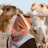 rawda504