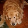 gorgeousgoldensmom