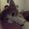 gelay_qq8