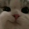 mingmingkittycat