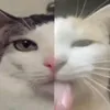 citro_ouille