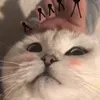 nhi_pham_77