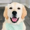 romanthegoldenretriever