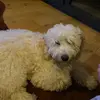 donnythecockapoo