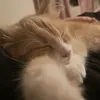 luttris