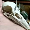 taxidermistic_crow