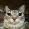 braox_