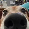 petergriffinsfather