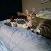 cutecatslovers21