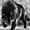 nightwolf_767676