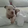 juninhogzn_2