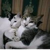 neoncatlover