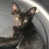 thecatmeoww