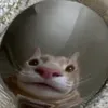 n3pu_