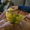 budgiedude