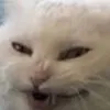sweatyflipfl0p
