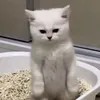 iclapsyk