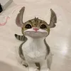 markshsjahk