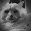 o7dsc00l