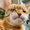 simonsim132