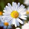 daisy_j116
