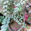 noor_zahraa6