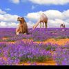 alhaitham1385