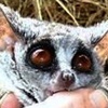 bushbaby509