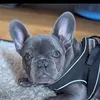 sonnythefrenchiesworld