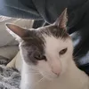 bel_toto