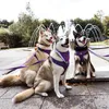 tripletroubleukhuskies