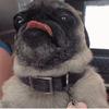 milothepug01