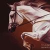serafinababy_equestrian
