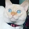ricardosiqueiras