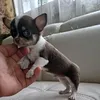cucciolandia39