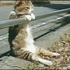 nekoyen._