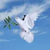 om._t64