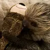 slothgotmyheart